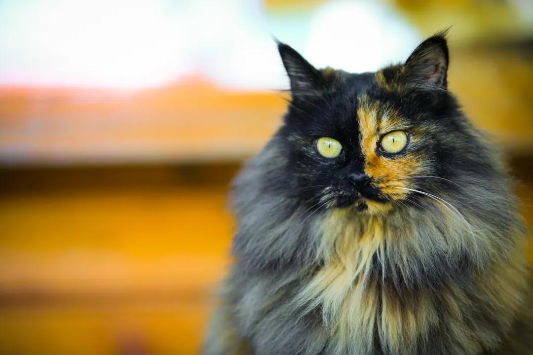 拼头条吗？好姐妹就要一起上啊