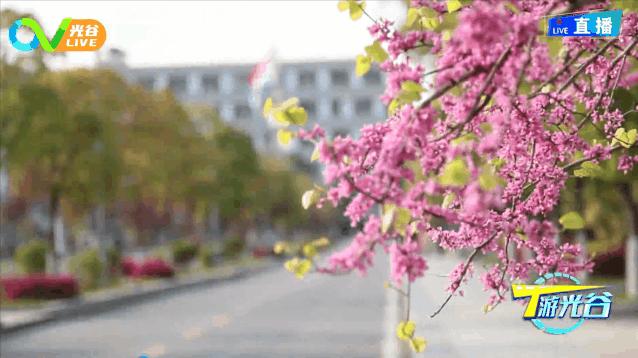 这所“牛”校养了羊？《T游光谷》新主播带你看光谷实验中学