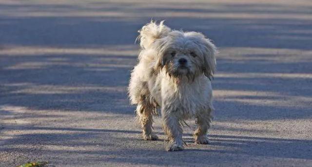 流浪狗1分钟片段,流浪狗认真看完很感动