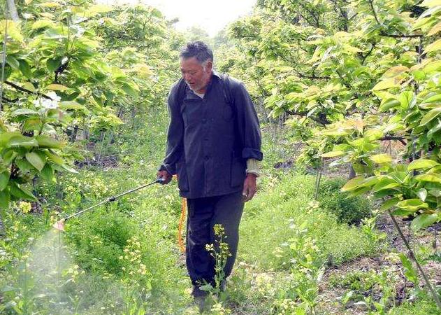 禁用的除草剂,除草剂为什么不能用了