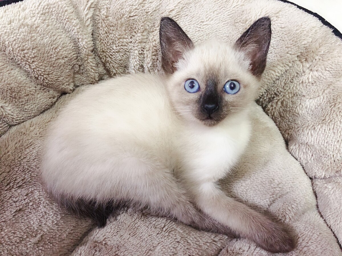 适合新手宠物猫,宠物猫新手哪种好养
