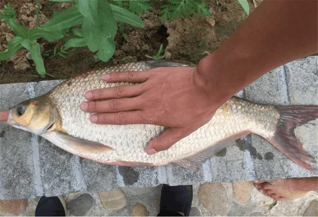 钓鱼大师们推荐几款优质钓鱼小药,钓鱼小药一瓶搞定哪个牌子好用