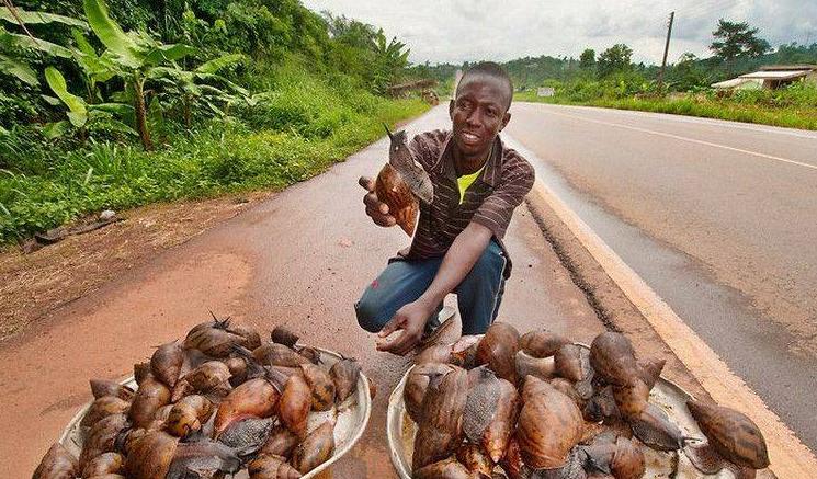 非洲大蜗牛有“脏”，就连敢喝恒河水的人，都不敢碰它