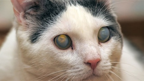 猫咪眼部的各种疾病,猫咪眼部感染该怎么处理呢