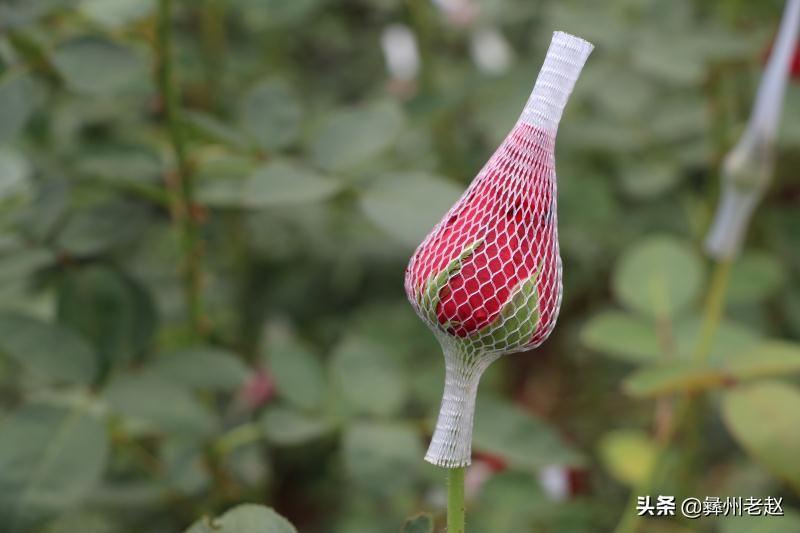 你知道为什么要给玫瑰花上网套吗？看看5年的花农怎么说