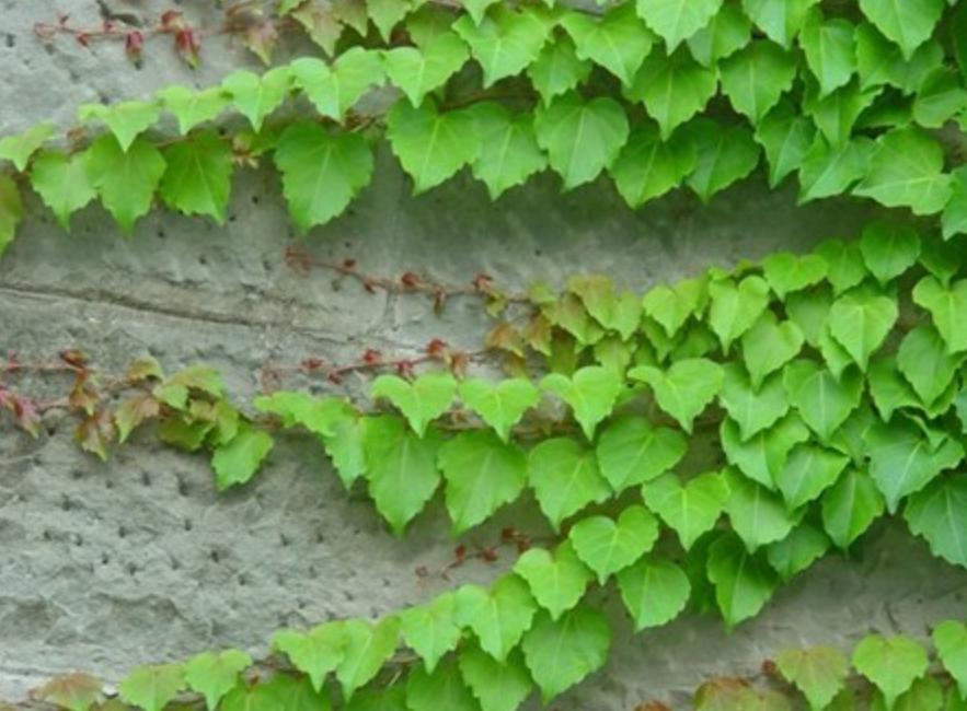 为什么城市高架桥下都要种爬山虎,我国高架桥为什么种爬山虎