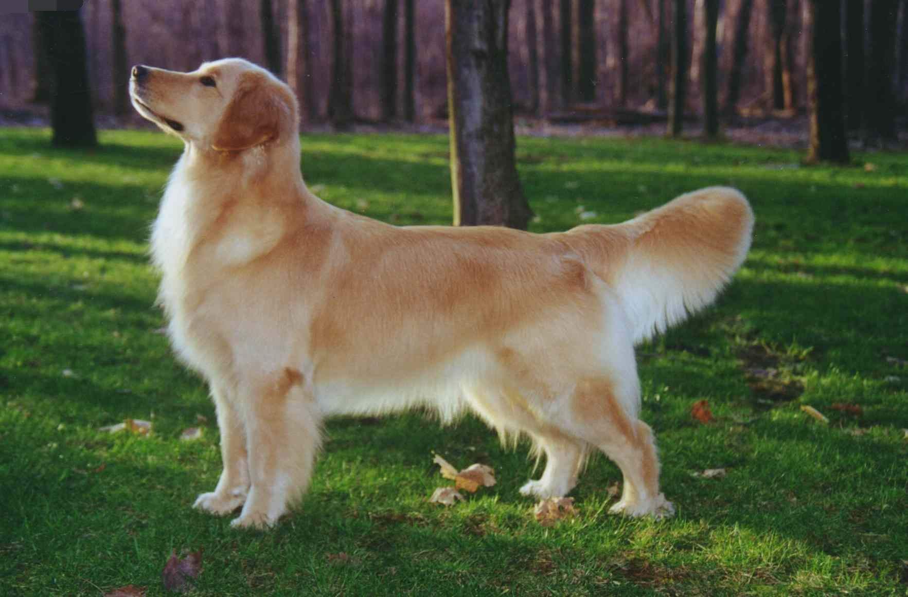 金毛吃得多怎么养,金毛吃进去食物多久能消化