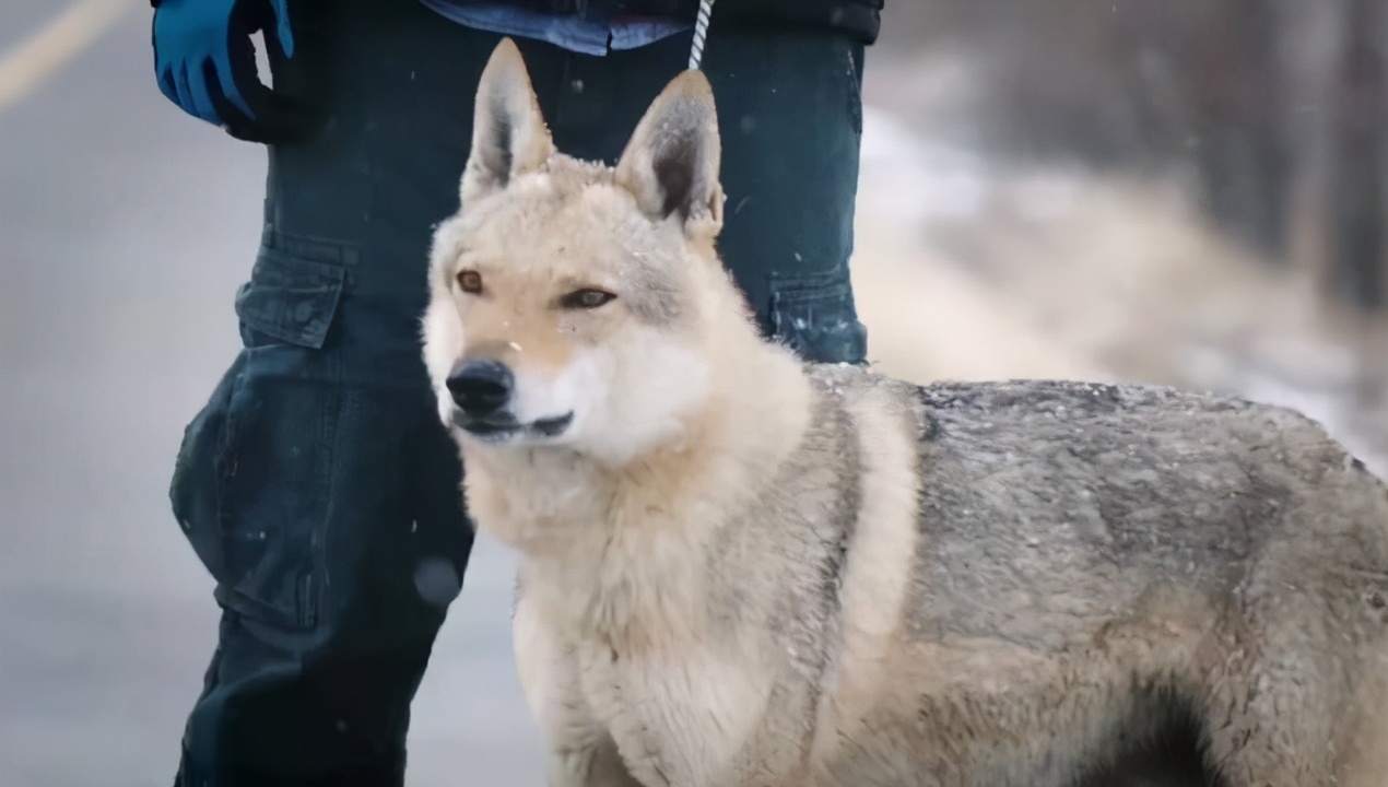 那么可爱的狗狗为什么要禁养呢,狗狗的禁养有哪些