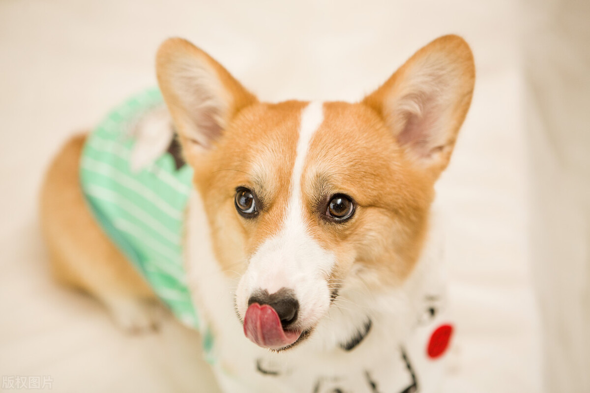 小的时候的柯基,小柯基怎么养每顿喂多少