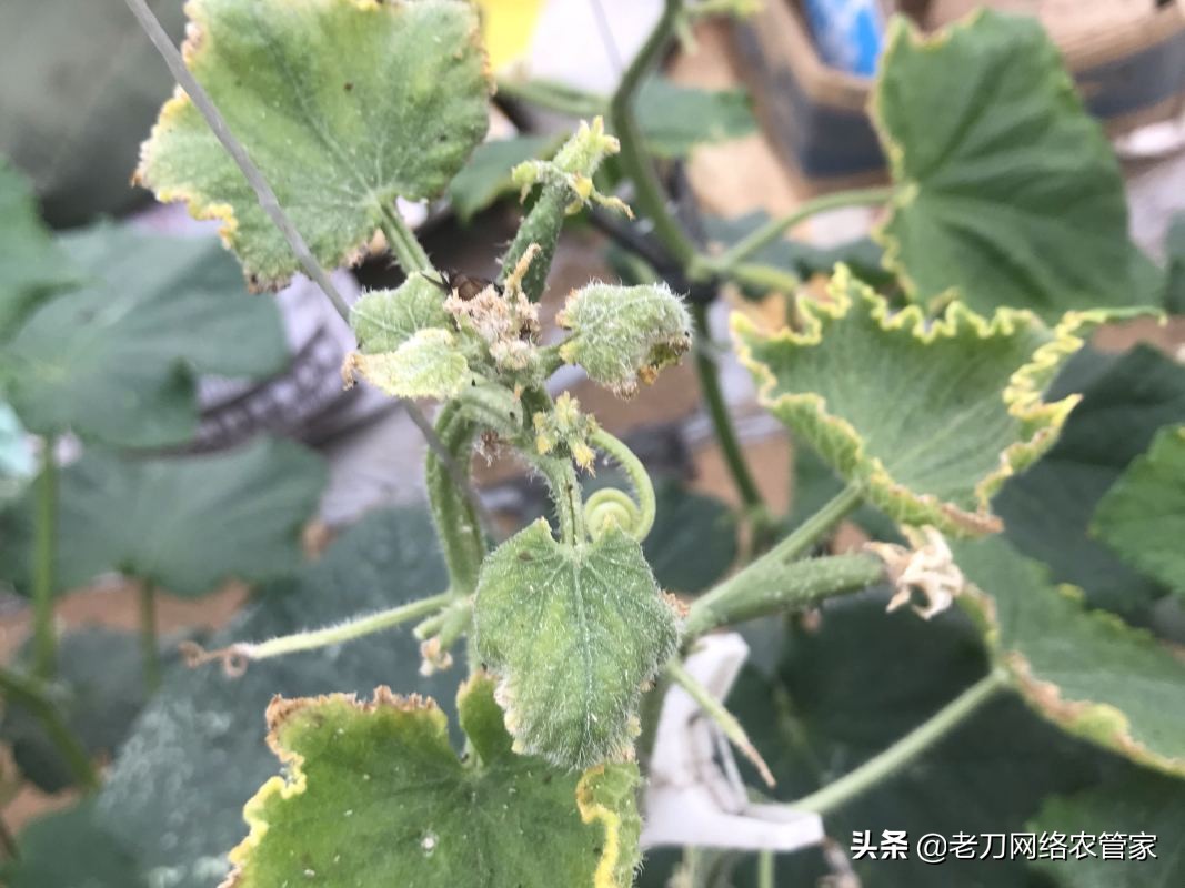 黄瓜龙头弯曲什么原因,黄瓜茎秆粗叶片厚是咋回事