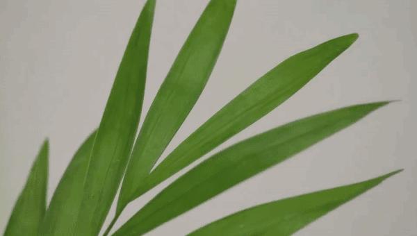 手把手教你拍摄微距花,春天拍花卉微距摄影镜头推荐