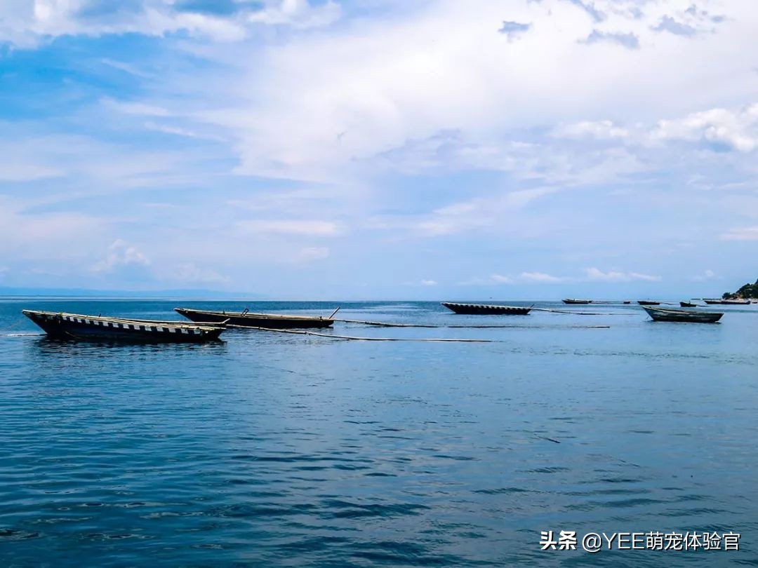 三湖慈鲷原生环境,坦湖最好看的慈鲷