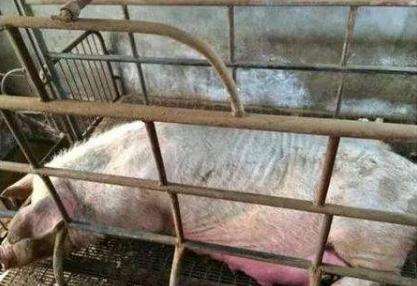 母猪低温不吃食最佳治疗方案,猪场母猪低温不食