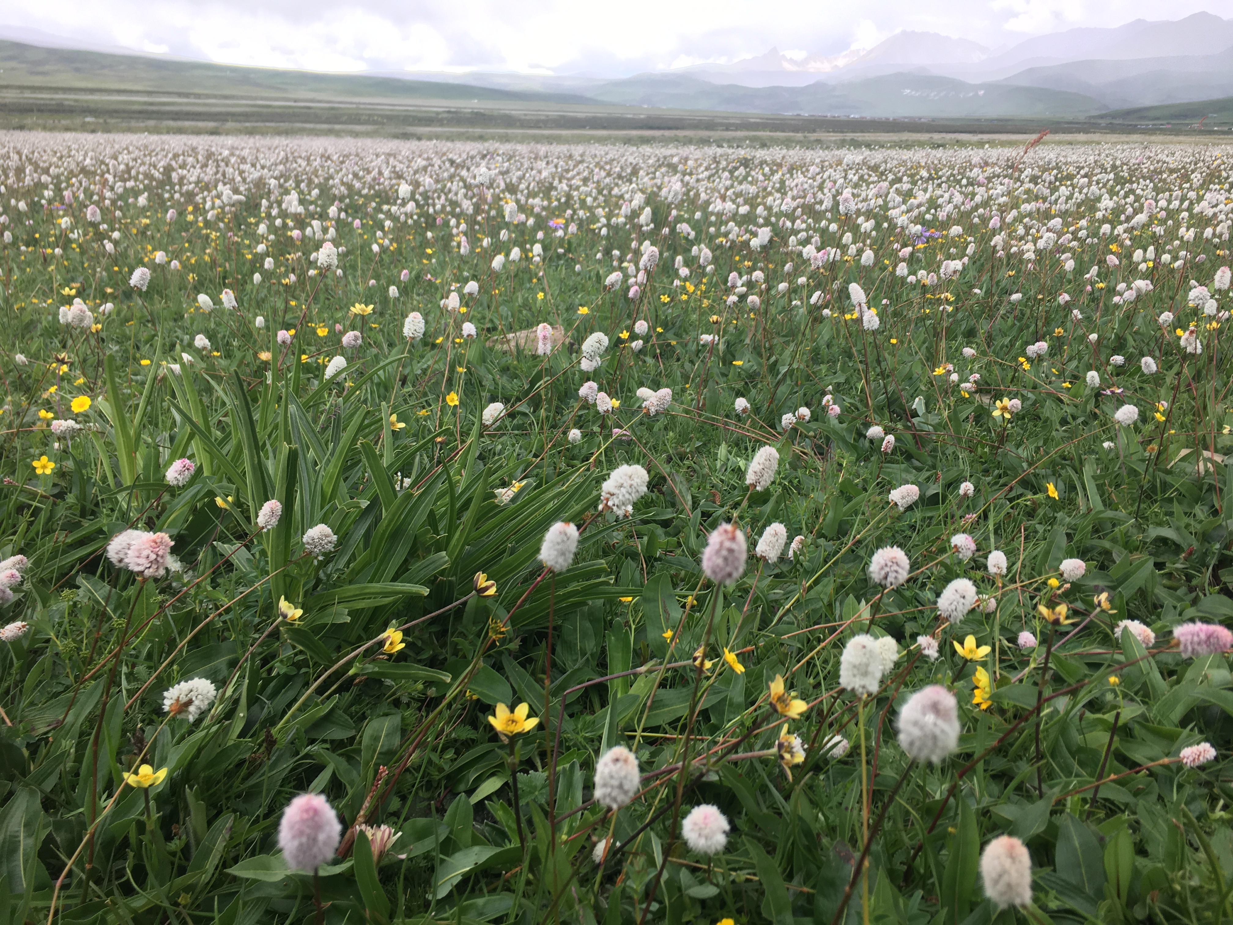 318川藏线自驾游别克,轿车可以自驾游西藏318川藏线