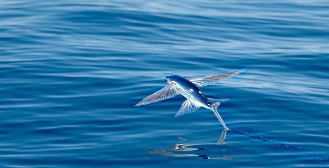 鍝楸艰兘鍦ㄦ捣闈笂婊戠繑,鑳藉湪娴烽潰涓婃粦缈旂殑鏄粈涔堥奔