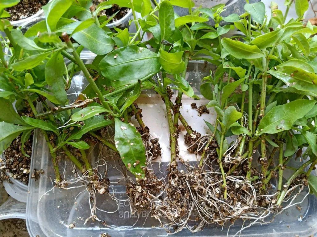 扦插花的快速生根法,哪些花卉可以用扦插的方法插活