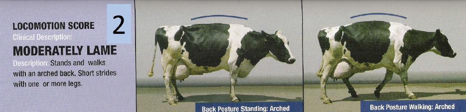 蹄病的种类和治疗方法,蹄病的预防与治疗