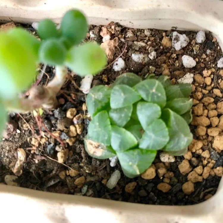 新手小白入坑多肉必看攻略,多肉新手入坑必备指南