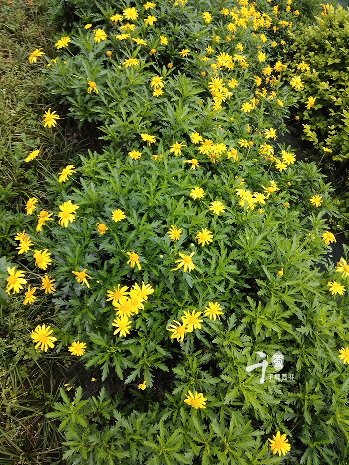 玛格丽特用什么花盆种比较好看,玛格丽特盆栽鲜花怎么醒花