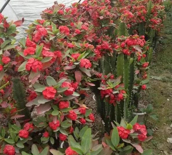 夏季花草烂根怎么办,盆栽被太阳晒枯萎了怎么办