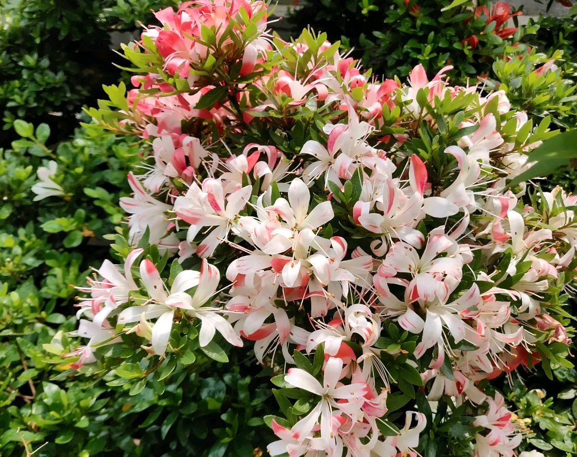 杜鹃花高温多少死亡,杜鹃花20天没浇水了还能活过来吗