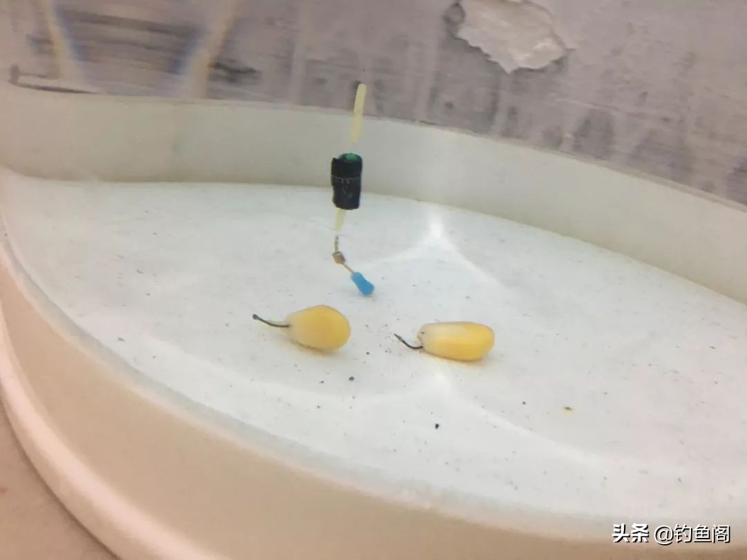 顶漂顶得很高却打不中鱼,顶漂必中鱼黑漂为啥不中鱼