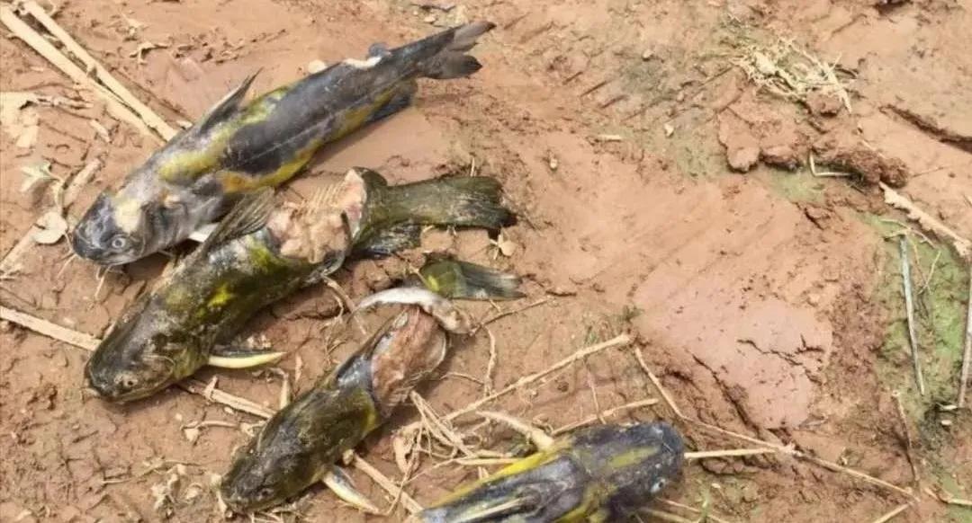 鱼“烂身”难治疗！防治关键在这几步