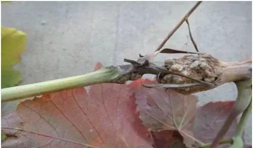 葡萄红蜘蛛病害图片,葡萄病害常用杀菌剂