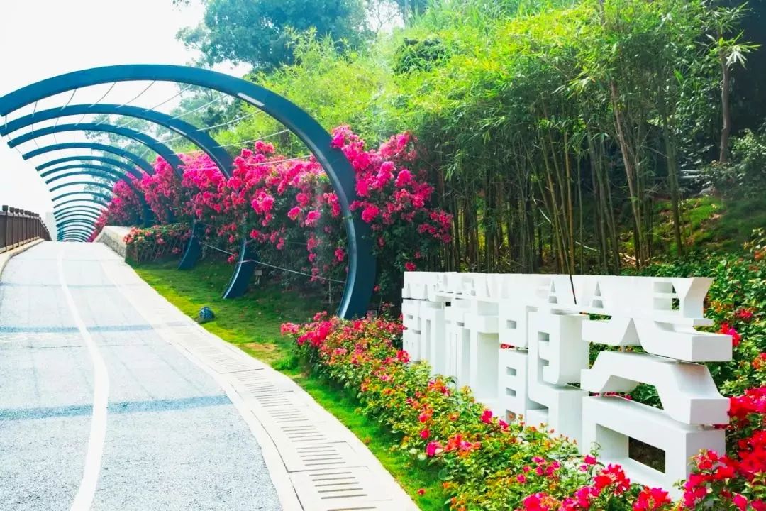 人少还免门票！深圳这片5000000㎡新公园美翻了，“神仙花谷”