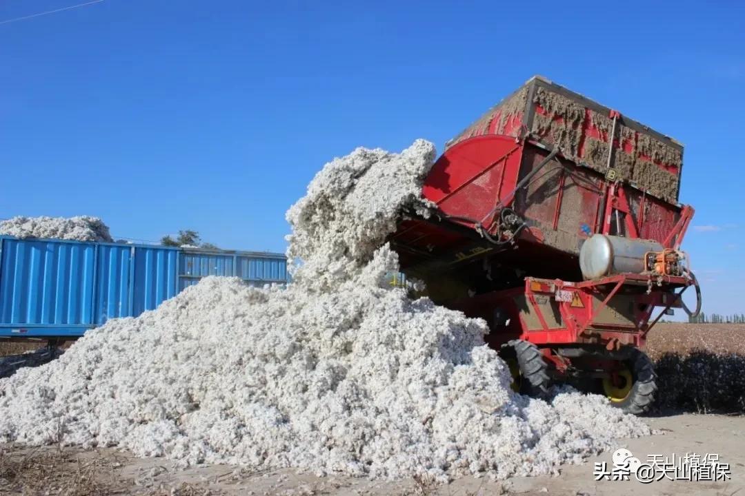 当前棉价走势分析,棉价全疆狂跌还有6元棉价吗