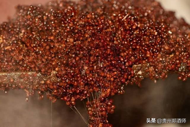 郑酒师成功的五大奥秘，看完才了解