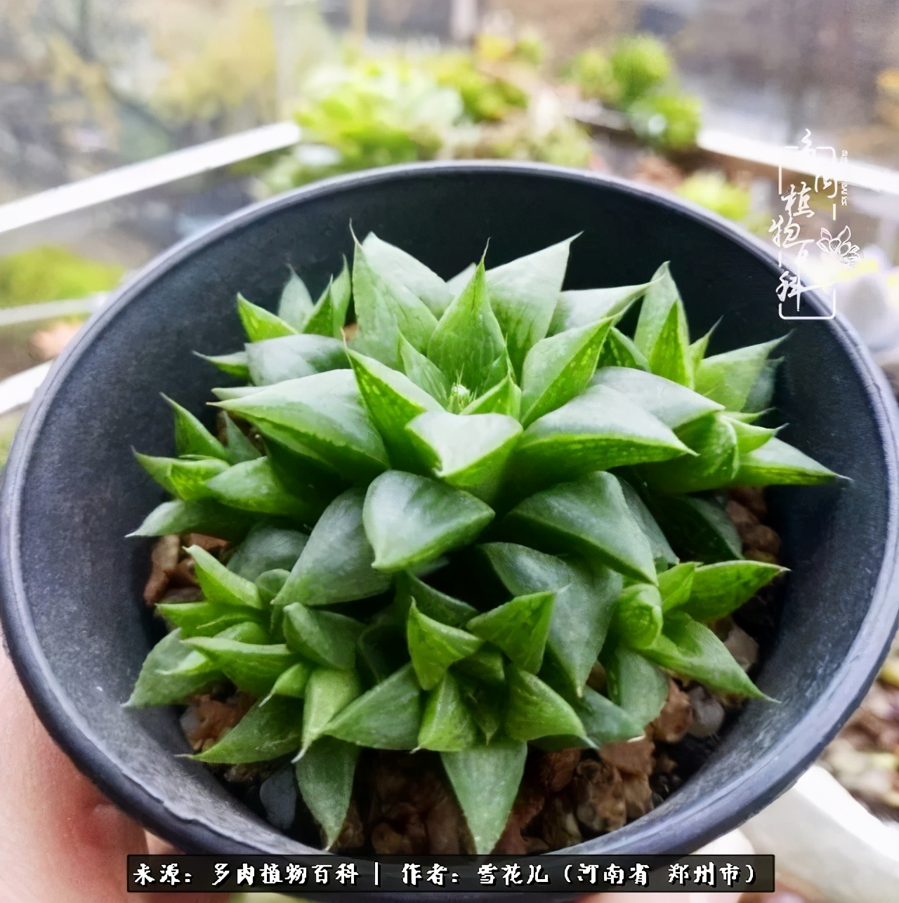 我的多肉乐园,多肉三寸阳台效果图