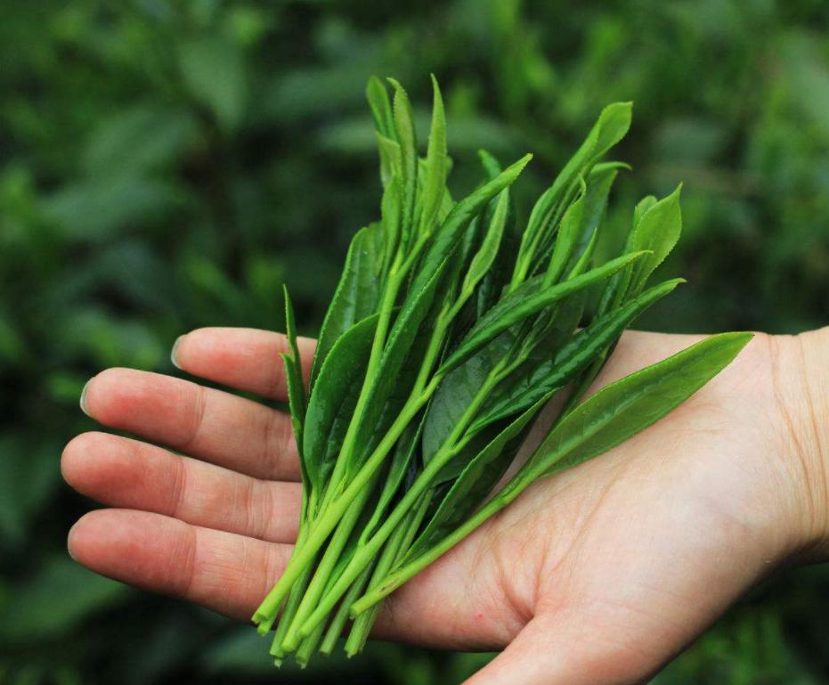 十大名茶中的安徽茶是哪些茶,安徽茶叶中国十大名茶