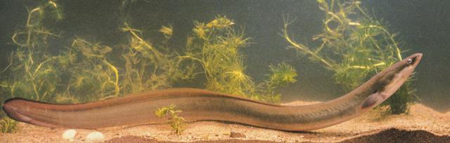 游泳蛙游泳技巧,动物是怎么游泳的