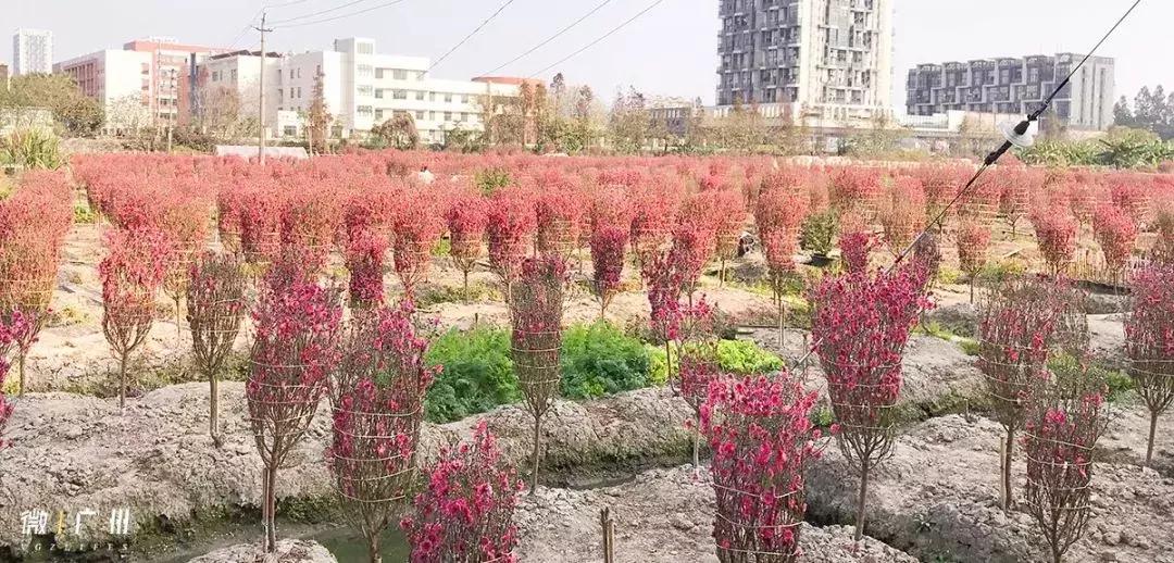 春节游玩攻略正式上线,春节嗨玩攻略