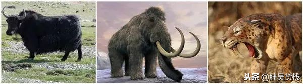 营养成分比较高的牛奶,比较接近母乳的牛奶