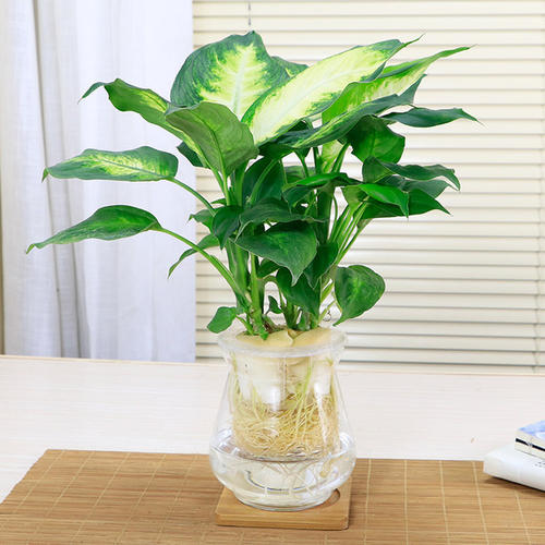 最适合懒人水培的植物,有哪些植物是水培的好看且易养