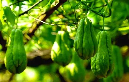 纯真年代（15）贵州安顺佛手玉润念佛手瓜