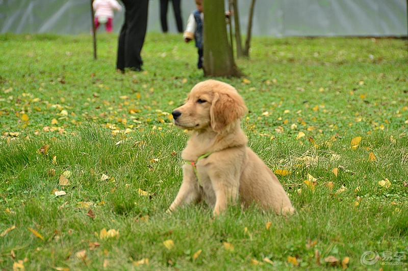 金毛夏天太热了怎么办,夏天金毛热吗