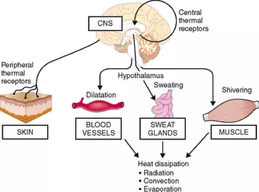 去沙漠探险中暑了怎么办,沙漠求生遇到晕倒的人