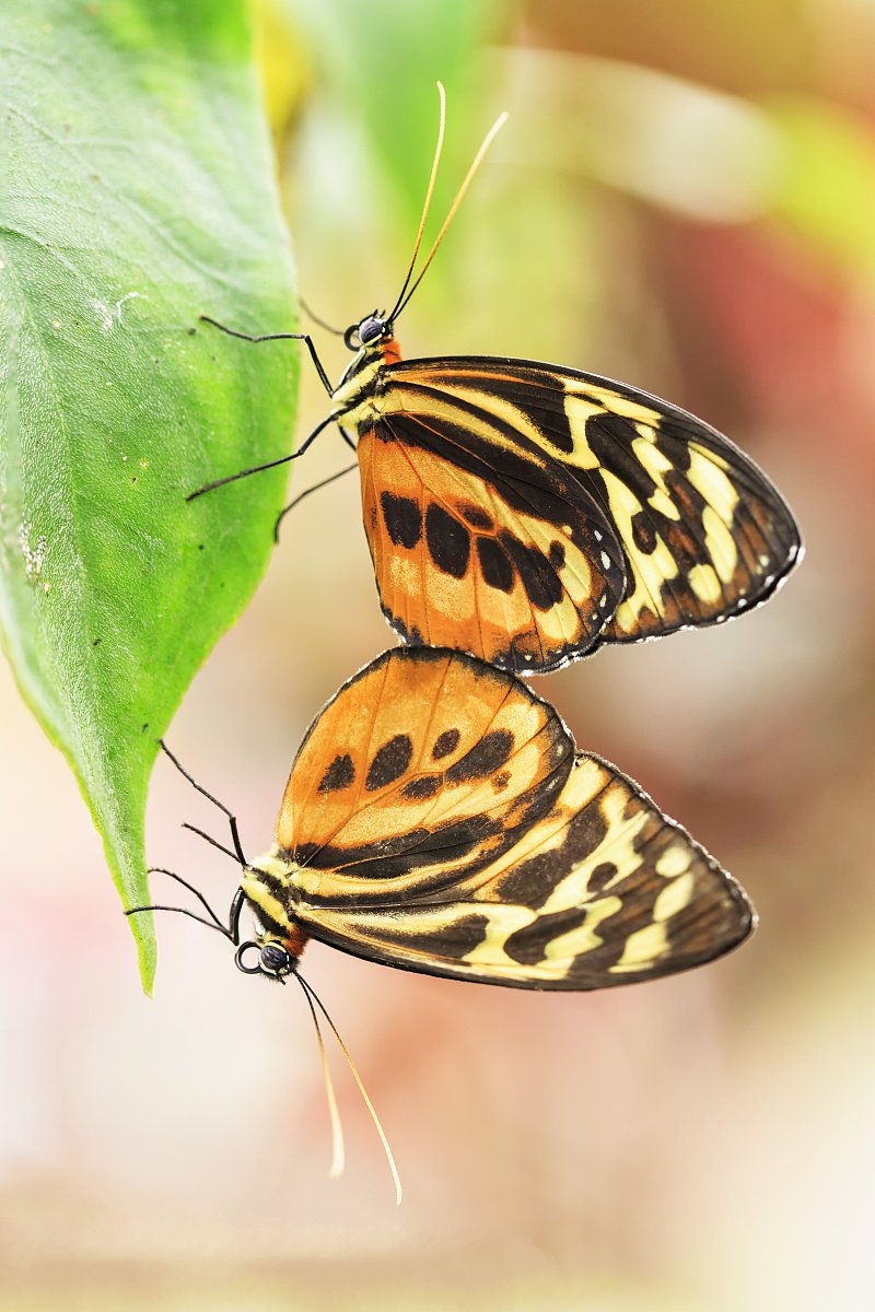 世界上的各种蝴蝶,为什么世界上有五彩斑斓的蝴蝶