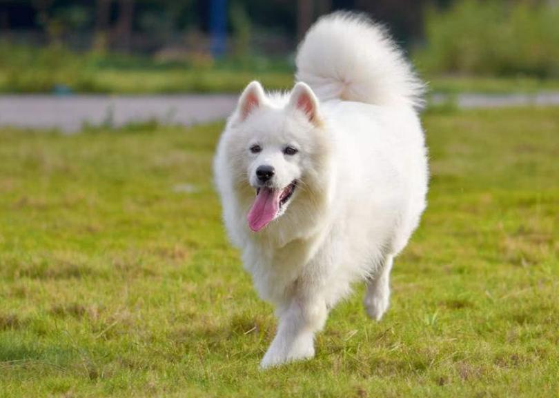 萨摩耶不同阶段要吃什么,养萨摩耶需要知道的