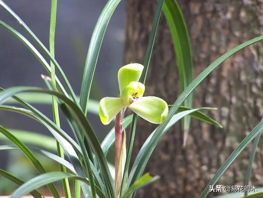 如何挑选兰花开花期的品种,兰花中最好养的品种推荐