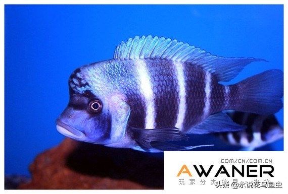 慈鲷种类图片,慈鲷科鱼品种大全