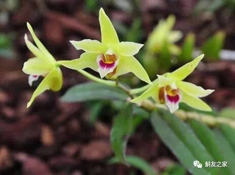 香水石斛兰烂根全部腐烂怎么办,石斛兰烂根怎么让它长新根呢