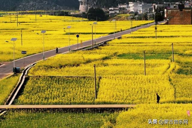 新歌推荐|乌兰娜《童年的油菜花》油菜花开正当时不负*光春**不负己