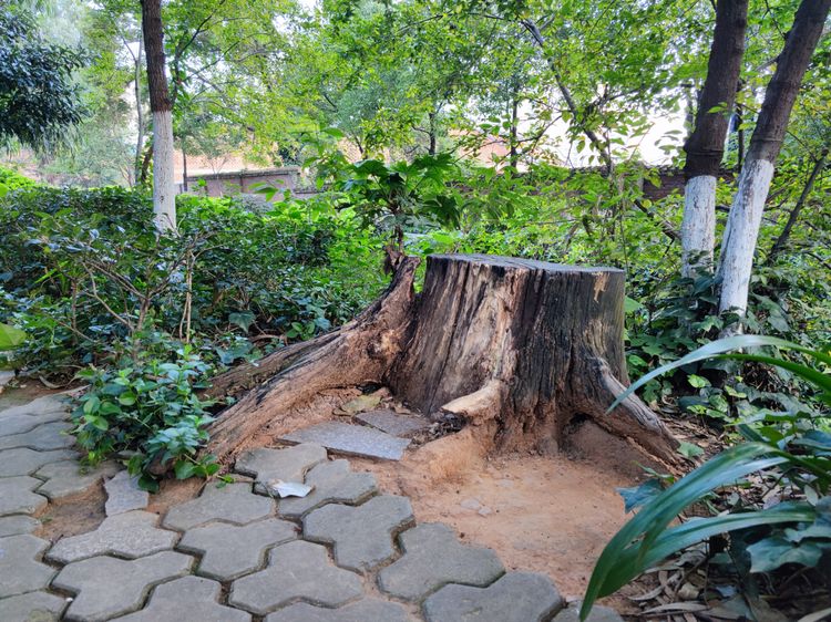 绿树成荫林荫小道,绿树成荫的小路视频