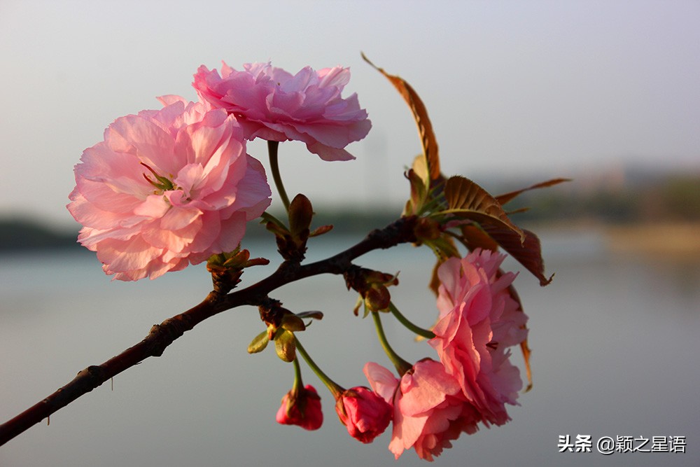 十里樱花十里尘,十五个赏樱地,赴一场樱花之恋