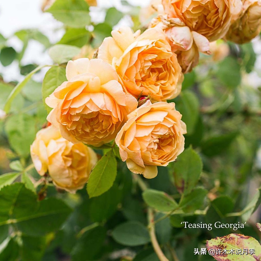 买到假月季苗怎么办,怎样网购月季不受骗