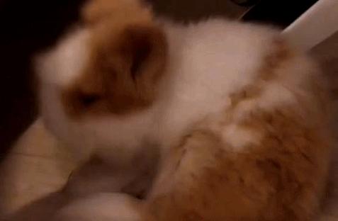 兔兔那么可爱为什么要吃它,兔兔这么可爱为什么要吃它